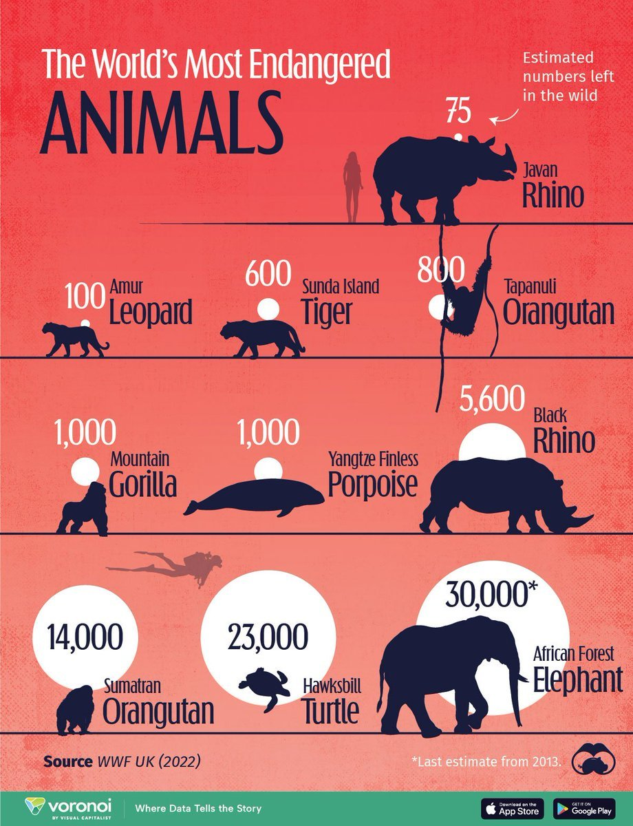 Los animales más amenazados del mundo
